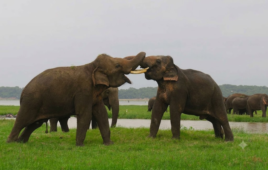 Kaudulla Minneriya Safari