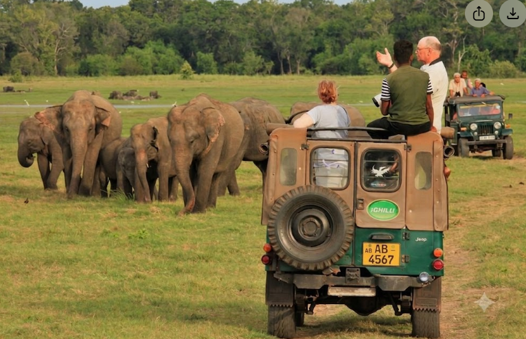 Elephant Safari